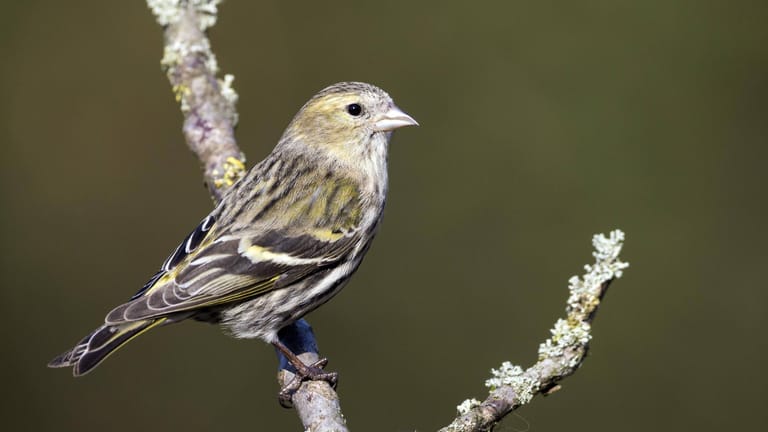 Junges Erlenzeisig-Weibchen: Es trägt weniger gelbe Federn und wirkt insgesamt unauffälliger.