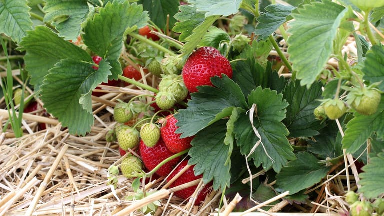 Erdbeeren im Garten ernten: Frisch gepflückt schmecken die roten Früchte noch besser.