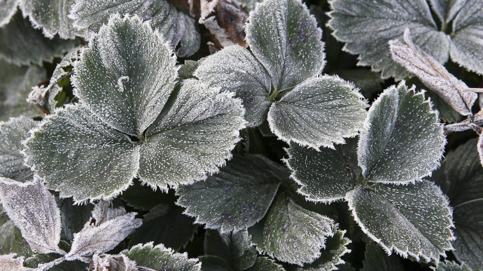 Erdbeerblätter mit Raureif: Damit die Ernte im Sommer reichhaltig ausfällt, sollten die Pflanzen im Winter gut vor Frost geschützt werden.