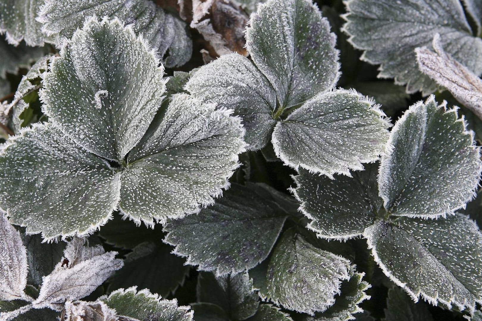 Erdbeerblätter mit Raureif: Damit die Ernte im Sommer reichhaltig ausfällt, sollten die Pflanzen im Winter gut vor Frost geschützt werden.