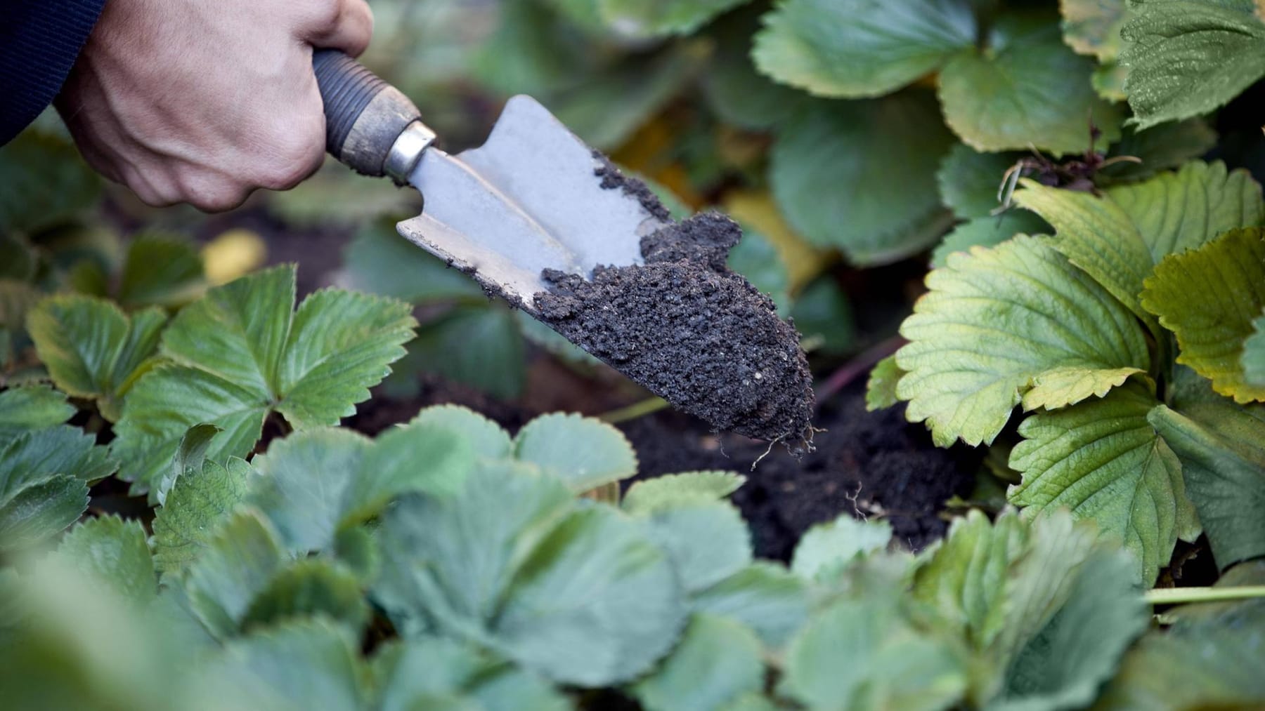 Wann Sollte Ich Erdbeeren Pflanzen? Der Richtige Pflanztermin