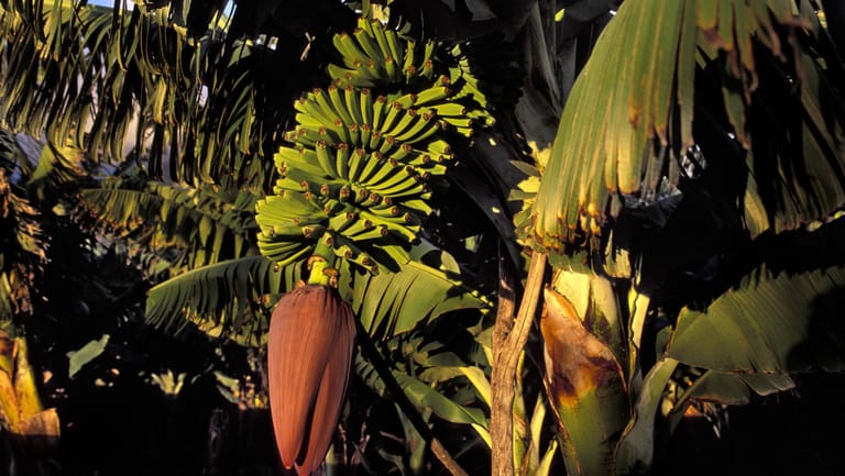 Bananenstaude: Zunächst wachsen die Bananenfrüchte nach unten.