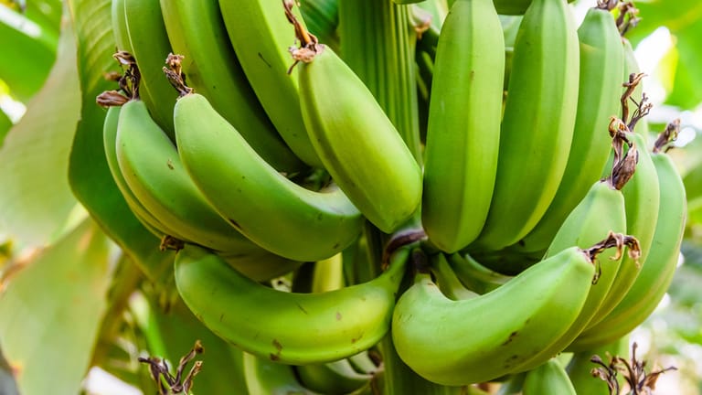 Bananen: Erst die größeren Früchte krümmen sich nach oben.