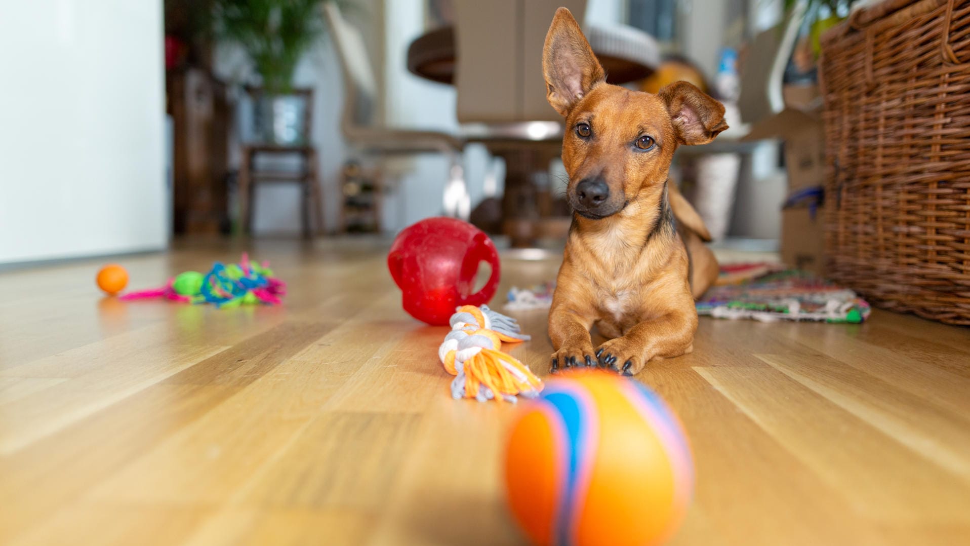 Hund zu Hause: Sie sollten mit ihrem Tier ausreichend spielen, denn Hunde sind schnell unterfordert.