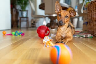 Hund zu Hause: Sie sollten mit ihrem Tier ausreichend spielen, denn Hunde sind schnell unterfordert.