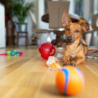 Hund zu Hause: Sie sollten mit ihrem Tier ausreichend spielen, denn Hunde sind schnell unterfordert.