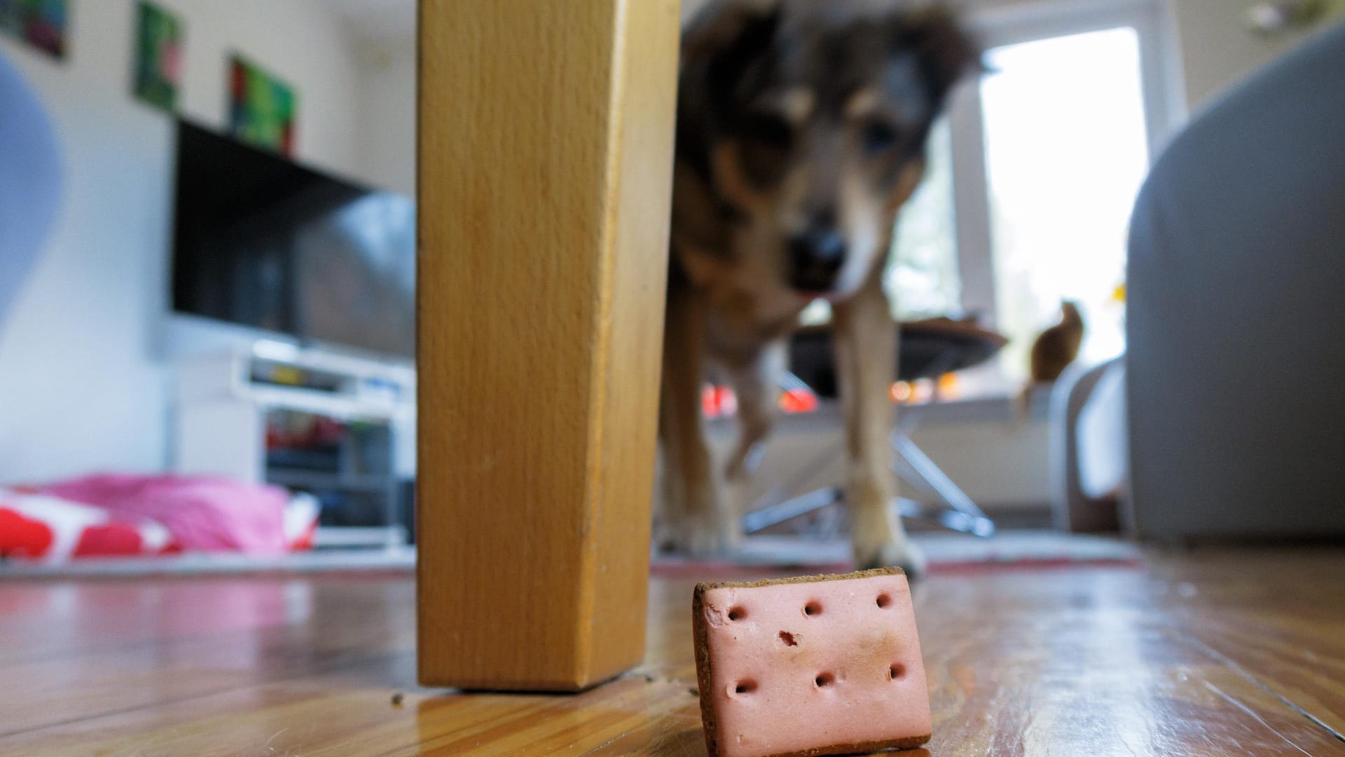 Leckerli-Suchspiel: Damit langweilt sich der Hund in der Wohnung nicht.