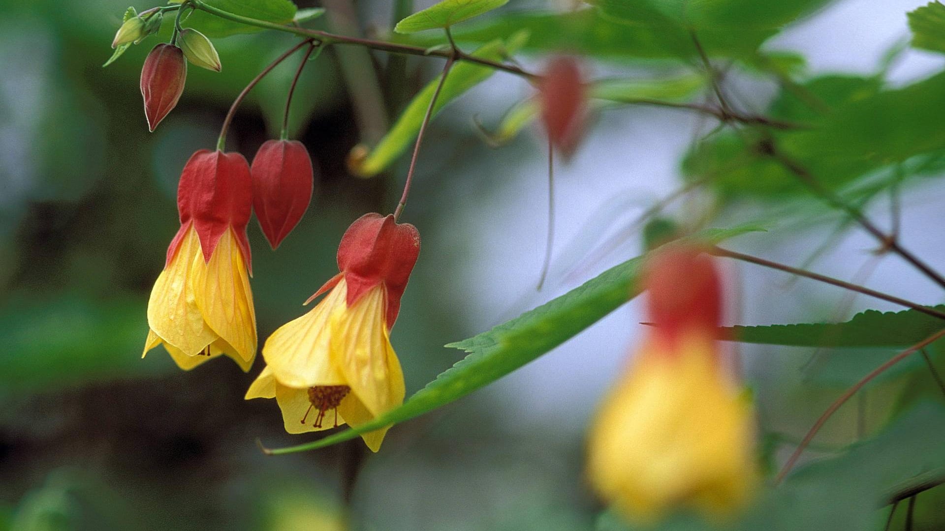 Glocken-Schönmalve (Abutilon megapotamicum): Sie ist eine exotische Schönheit, die bei uns meist im Kübel kultiviert wird.