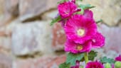 Gewöhnliche Stockrose (Alcea rosea): Sie ist auch unter den Namen Stockmalve oder Bauernrose bekannt und der populärste Vertreter der Malvenarten.