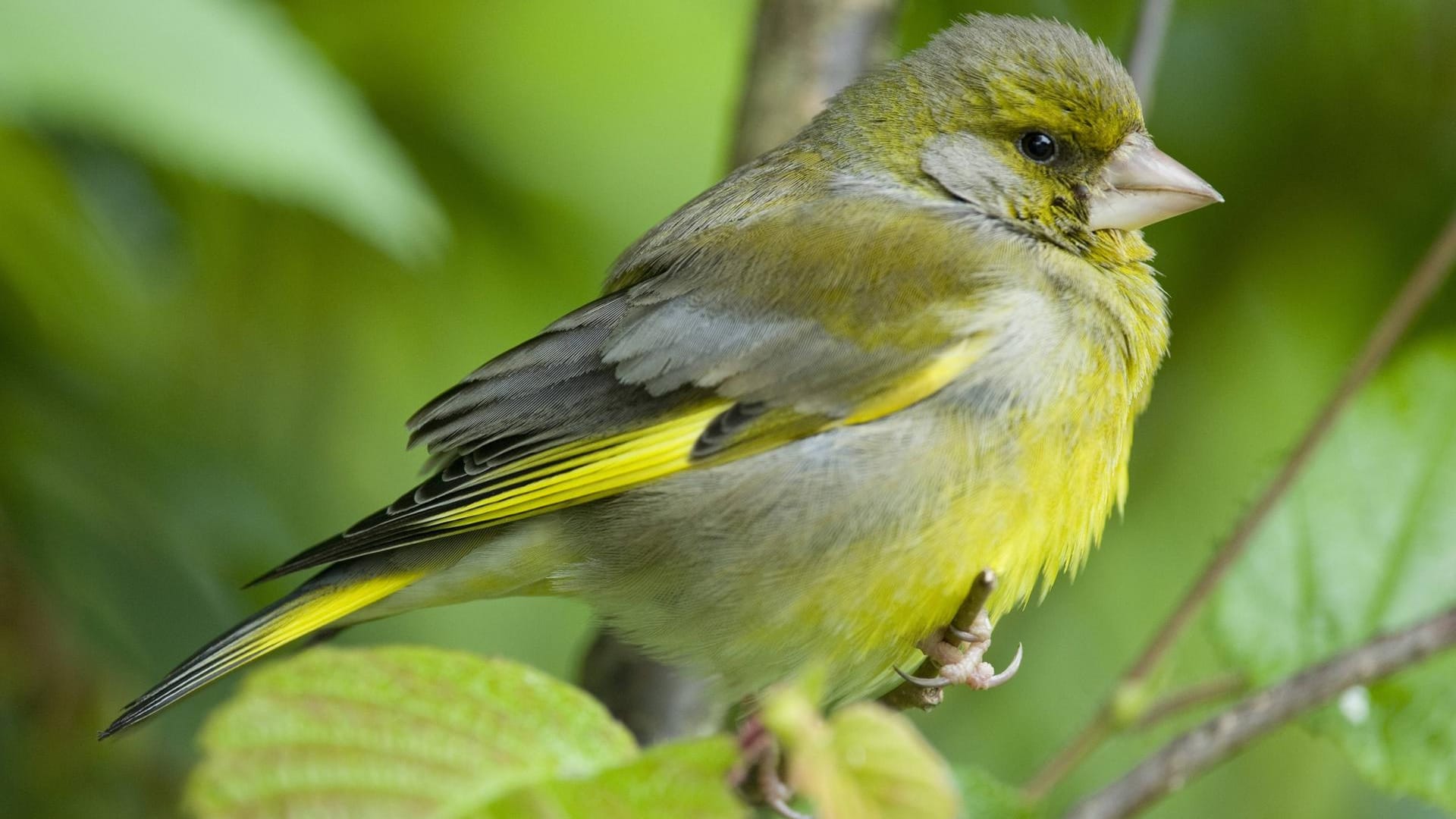 Grünfink (Carduelis chloris): Er ist einer der häufigsten Singvögel hierzulande in Städten und Dörfern.