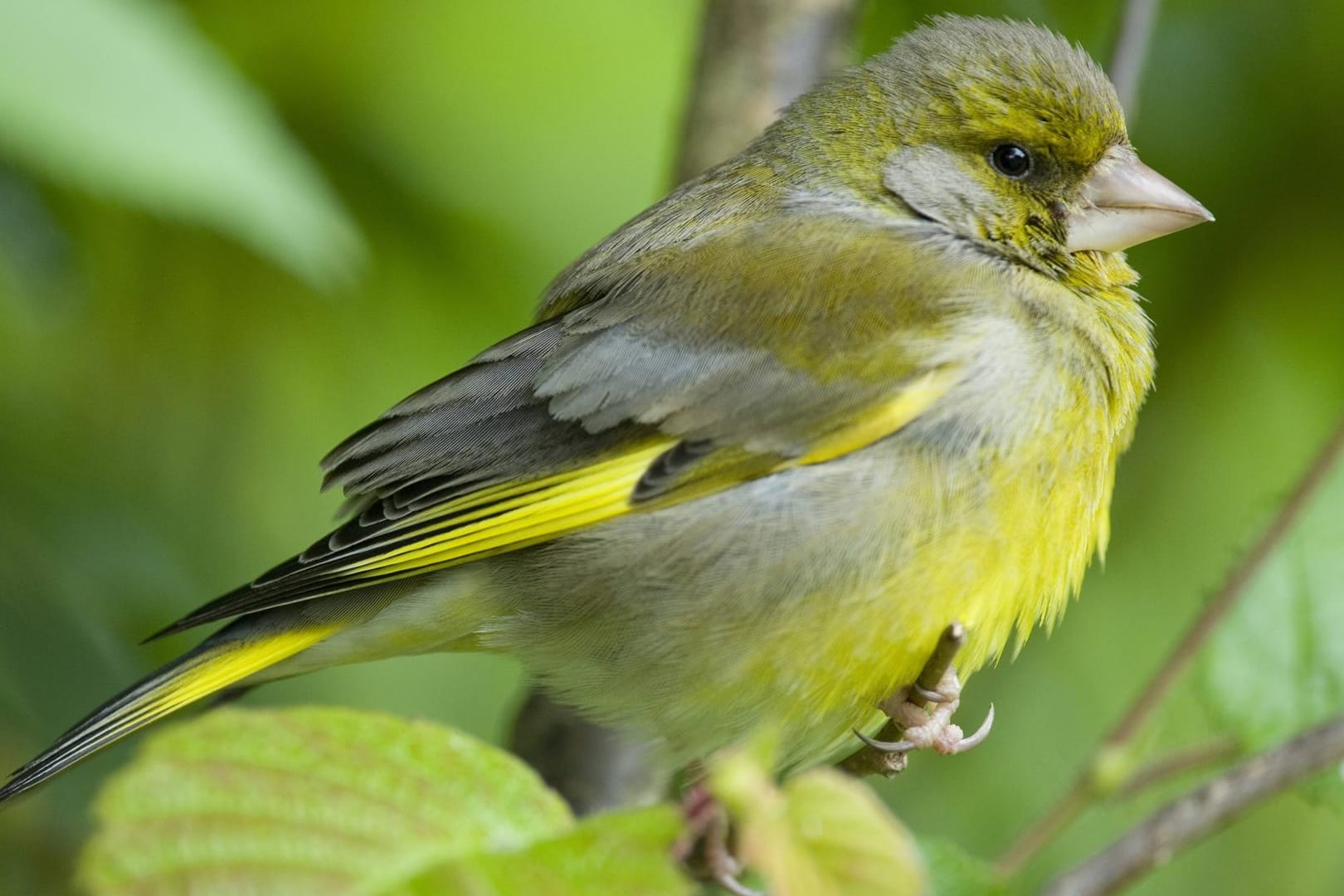 Grünfink (Carduelis chloris): Er ist einer der häufigsten Singvögel hierzulande in Städten und Dörfern.