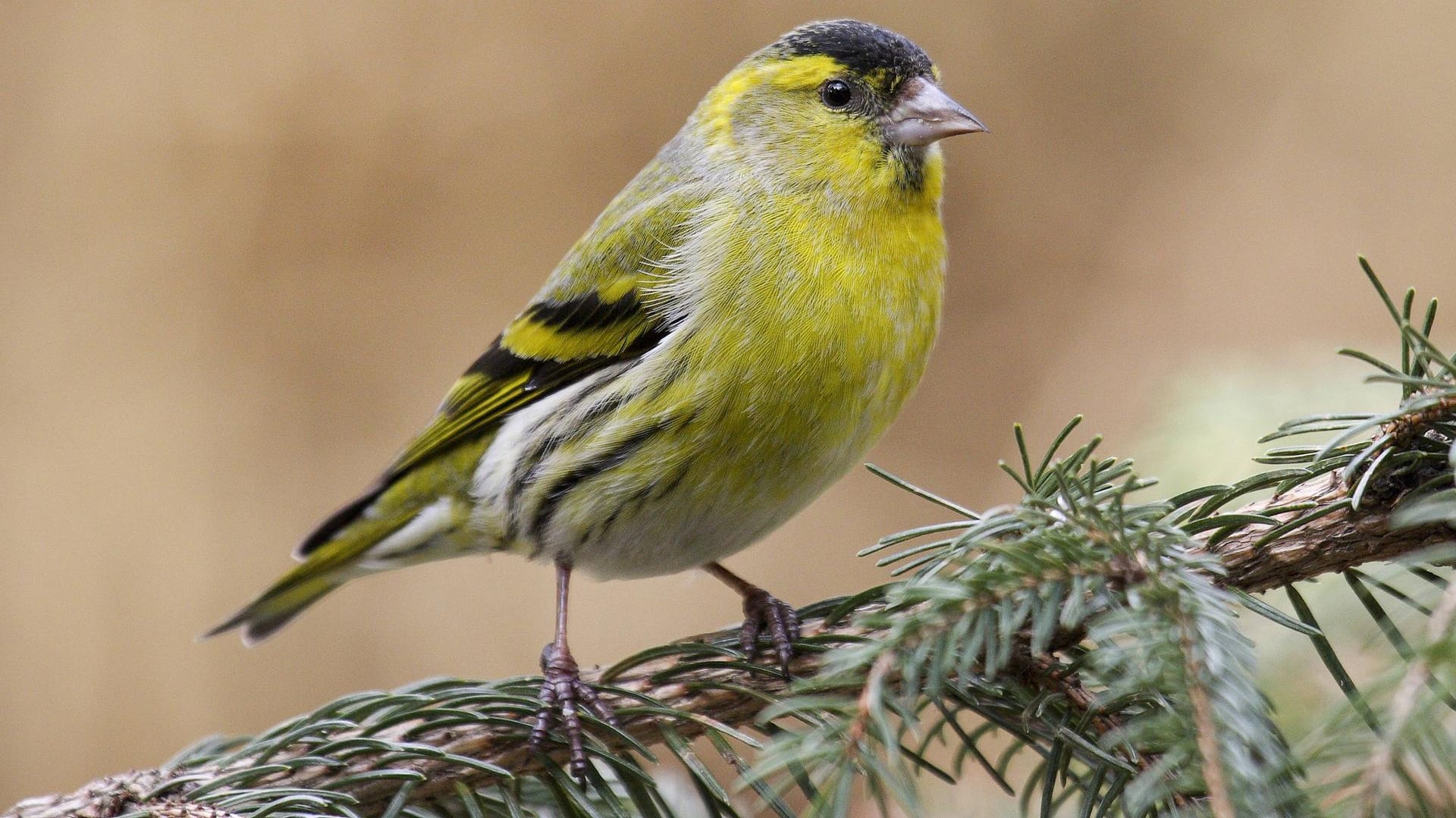 Erlenzeisig (Carduelis spinus): Das Männchen sieht dem Grünfinken ähnlich.