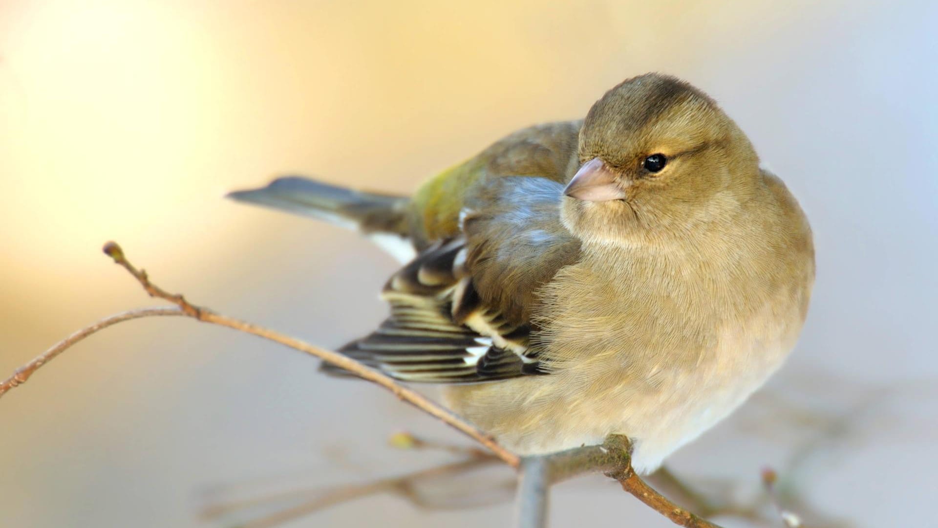 Buchfink (Fringilla coelebs): Das Weibchen ist grünlich-braun gefärbt und trägt markante weiße Flügelbinden.