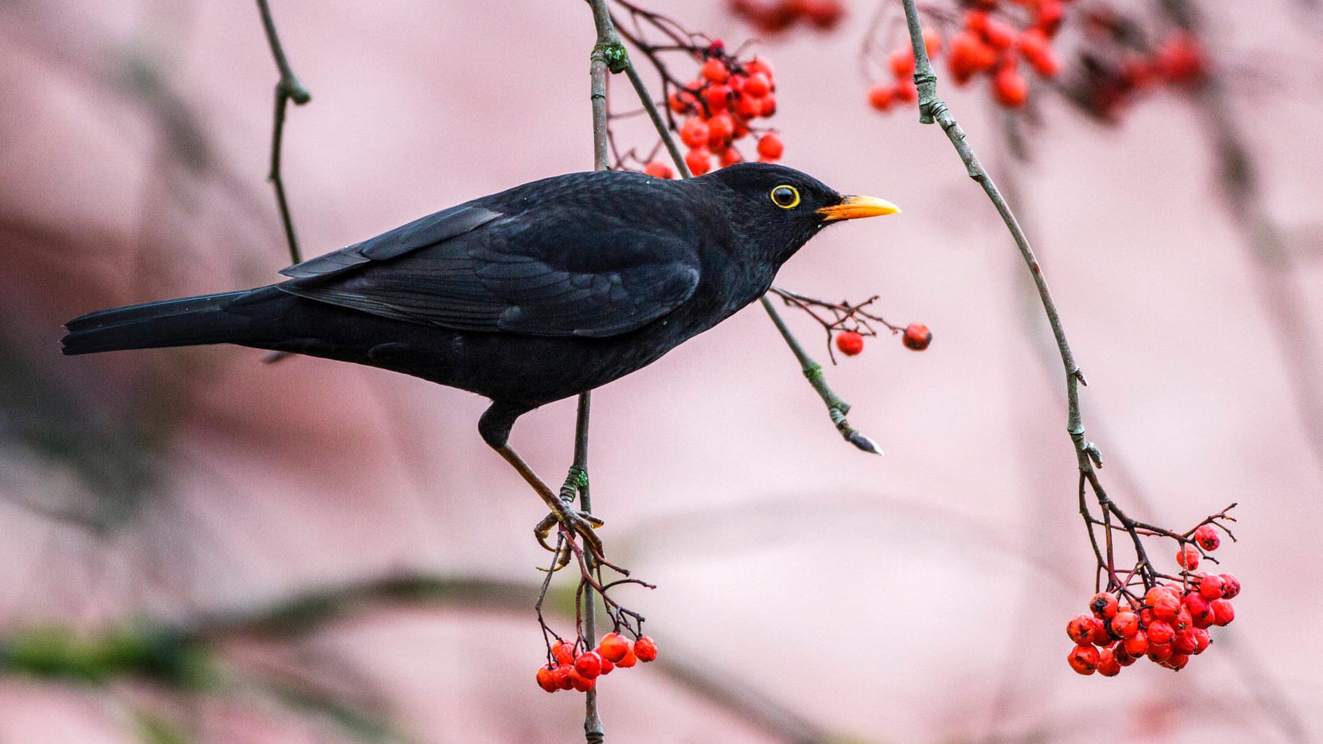 Amsel (Turdus merula): Das Männchen trägt ein schwarzes Gefieder und hat einen auffällig gelben Schnabel.