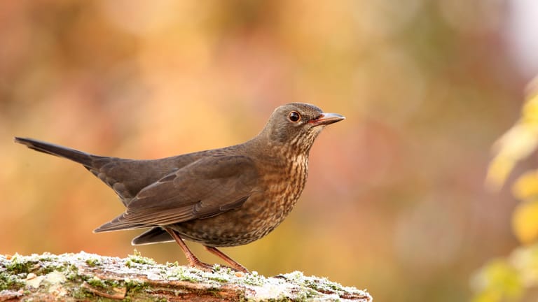 Amsel (Turdus merula): Im Gegensatz zum Männchen sind Amsel-Weibchen durchgehend schlicht braun gefärbt.