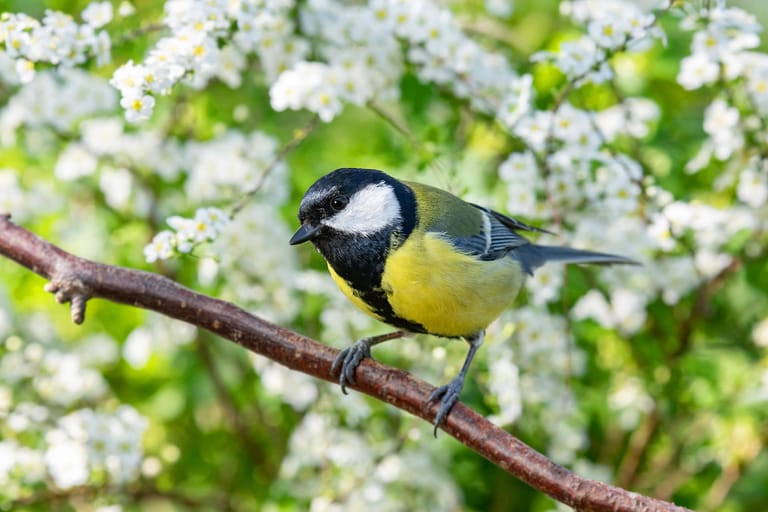 Kohlmeise (Parus major): Sie zählt zu den bekanntesten und beliebtesten Vogelarten in unseren Gärten.