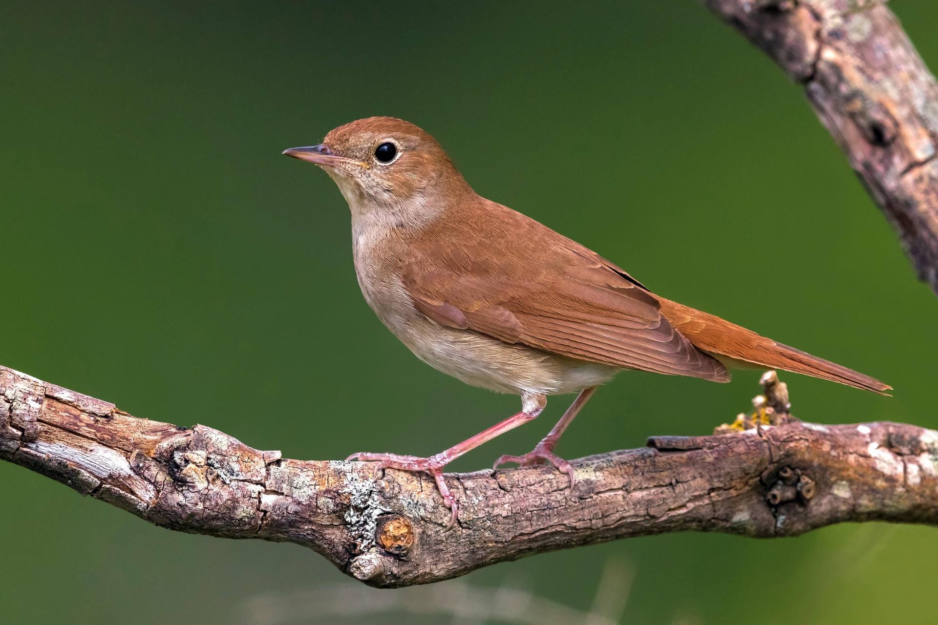 Nachtigall (Luscinia megarhynchos): Der Singvogel ist unauffällig klein und braun. Sein klangvoller Gesang verzaubert.