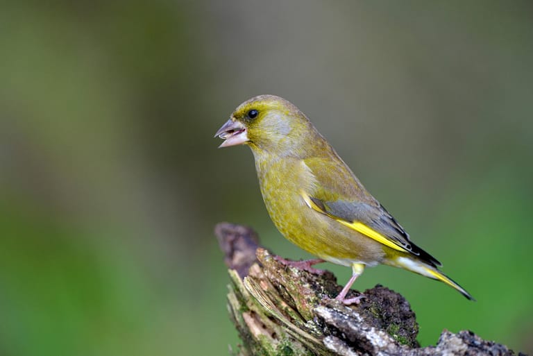 Grünfink oder Grünling (Carduelis chloris): Seinen Namen verdankt er seinem gelb-grünlichen Gefieder mit leuchtend gelben Abzeichen an den Flügeln und Schwanzrändern.