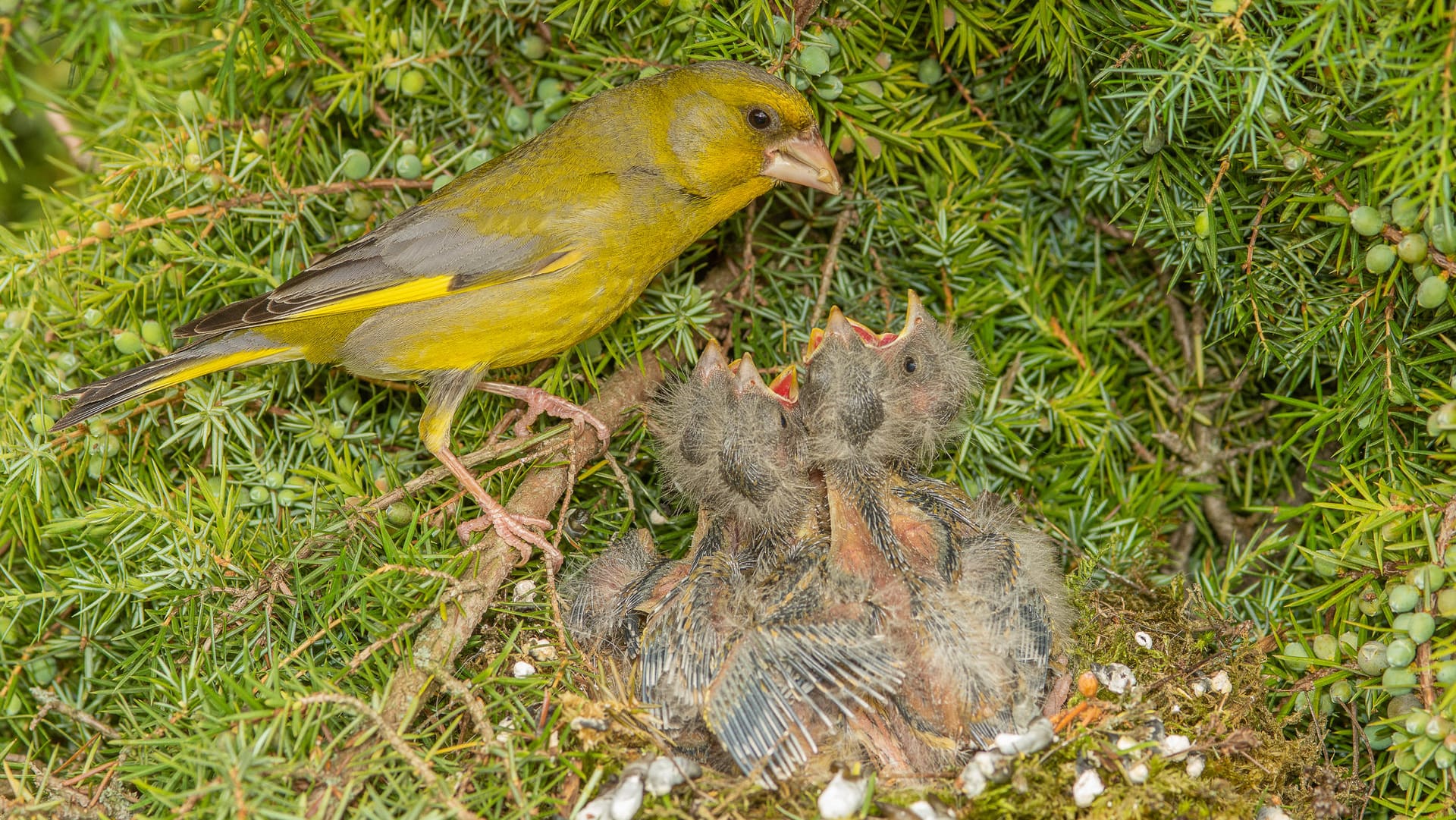 Grünfink (Carduelis chloris): Laut NABU lautet die Devise beim Nestbau: Je dichter desto besser, um das Nest bestens zu verstecken.