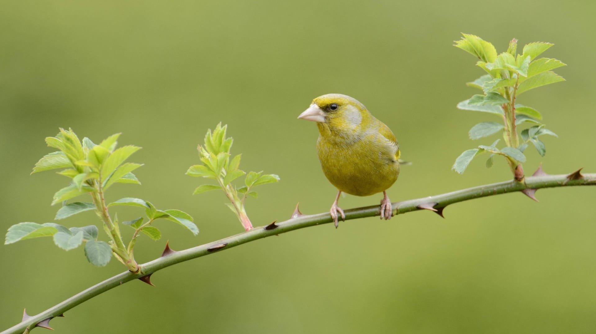 Grünfink-Männchen (Carduelis chloris): Sein trillernder Gesang erinnert ein wenig an einen Kanarienvogel.