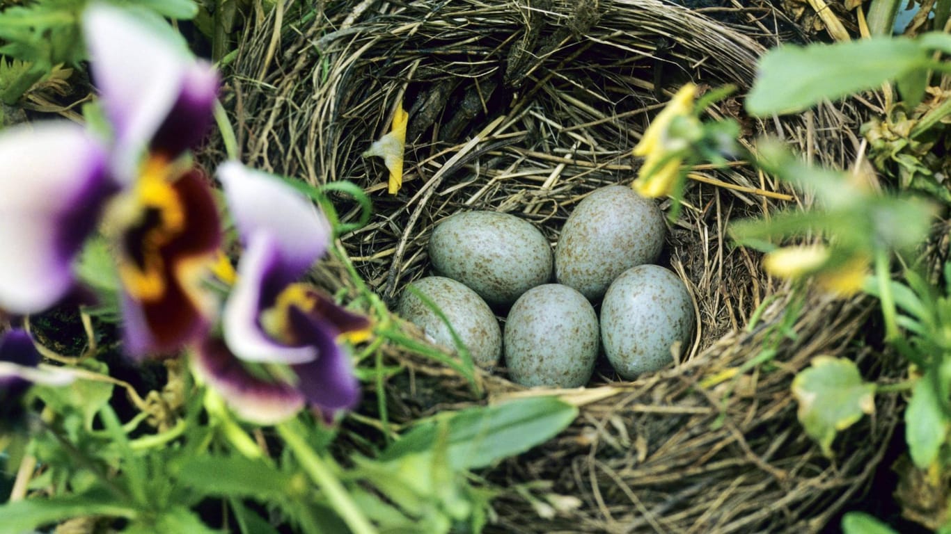 Amselnest mit Eiern im Balkonkasten zwischen Stiefmütterchen: Das Weibchen legt bis zu sechs Eier in das Nest – hier sind es fünf.