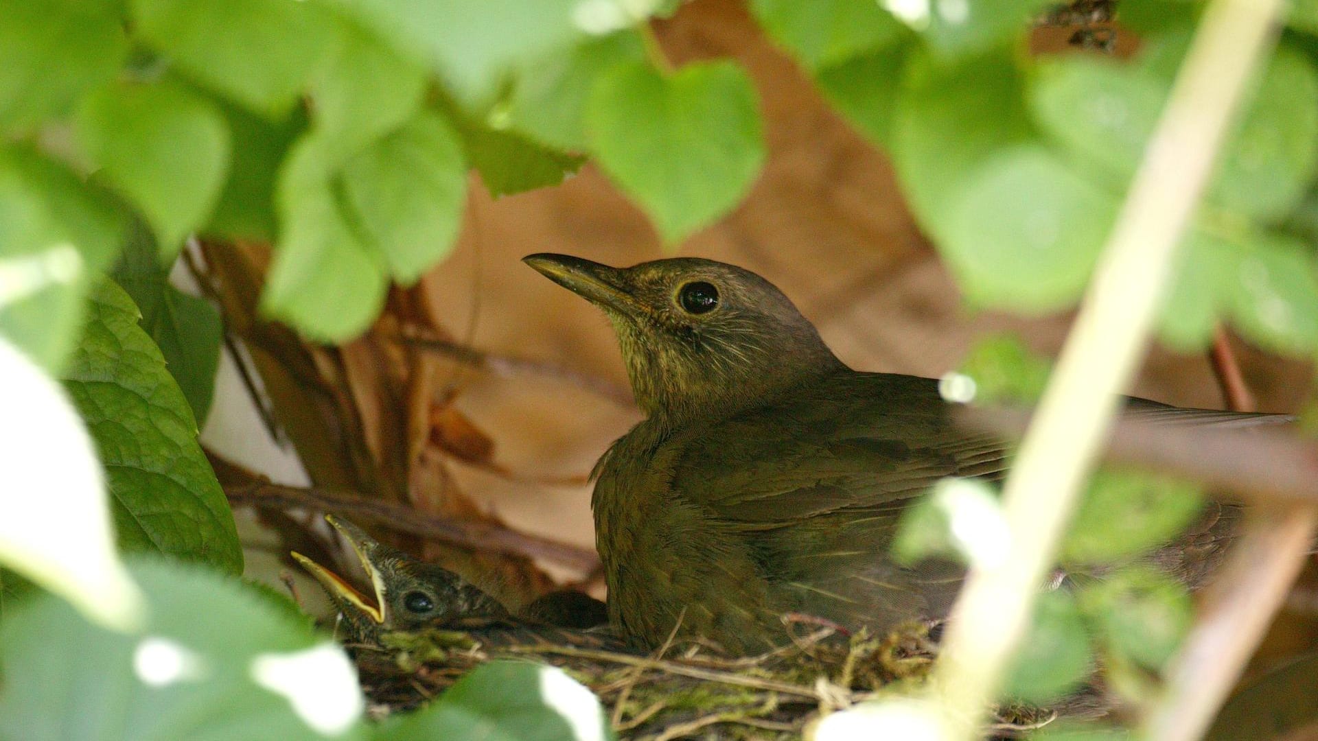 Amsel-Weibchen mit Jungvögeln im Nest: Gut versteckt kümmert sich der Singvogel um seinen Nachwuchs.