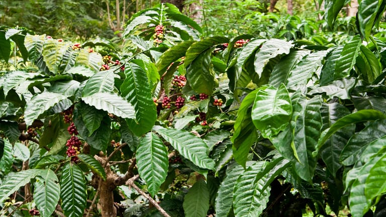 Coffea canephora: An dieser Pflanze wachsen die Robustabohnen.
