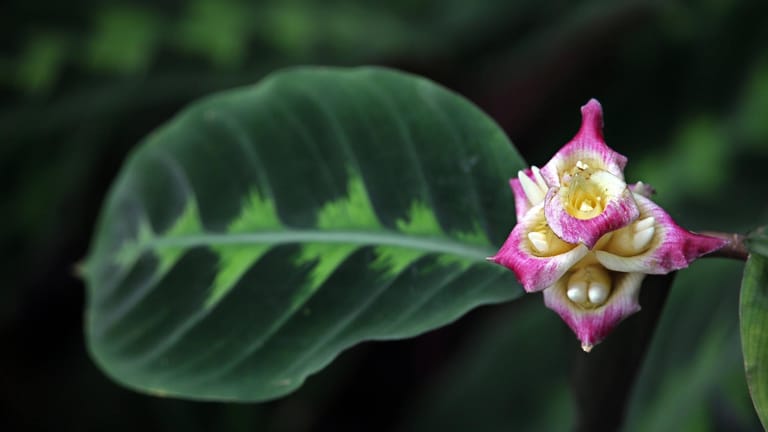 Korbmarante (Calathea warscewiczii): Ihre weiße bis rosafarbene Blüte kann Sie auch als Zimmerpflanze bei richtiger Pflege bekommen.