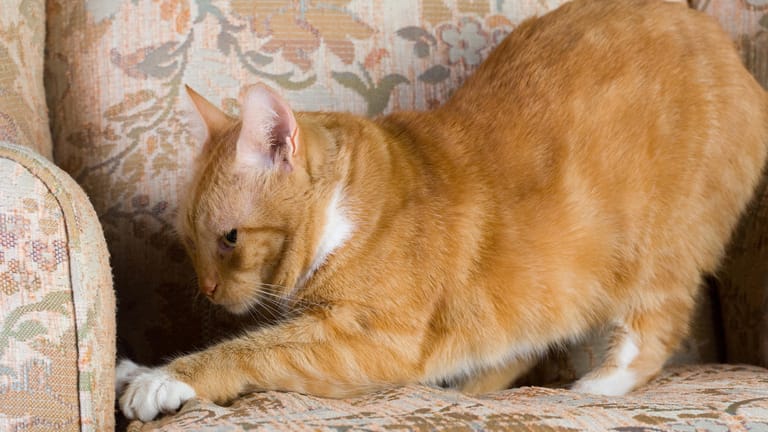 Katze kratzt am Sofa: Mit ein paar Tricks können Halter ihrem Stubentiger das Kratzen an Möbelstücken abgewöhnen.