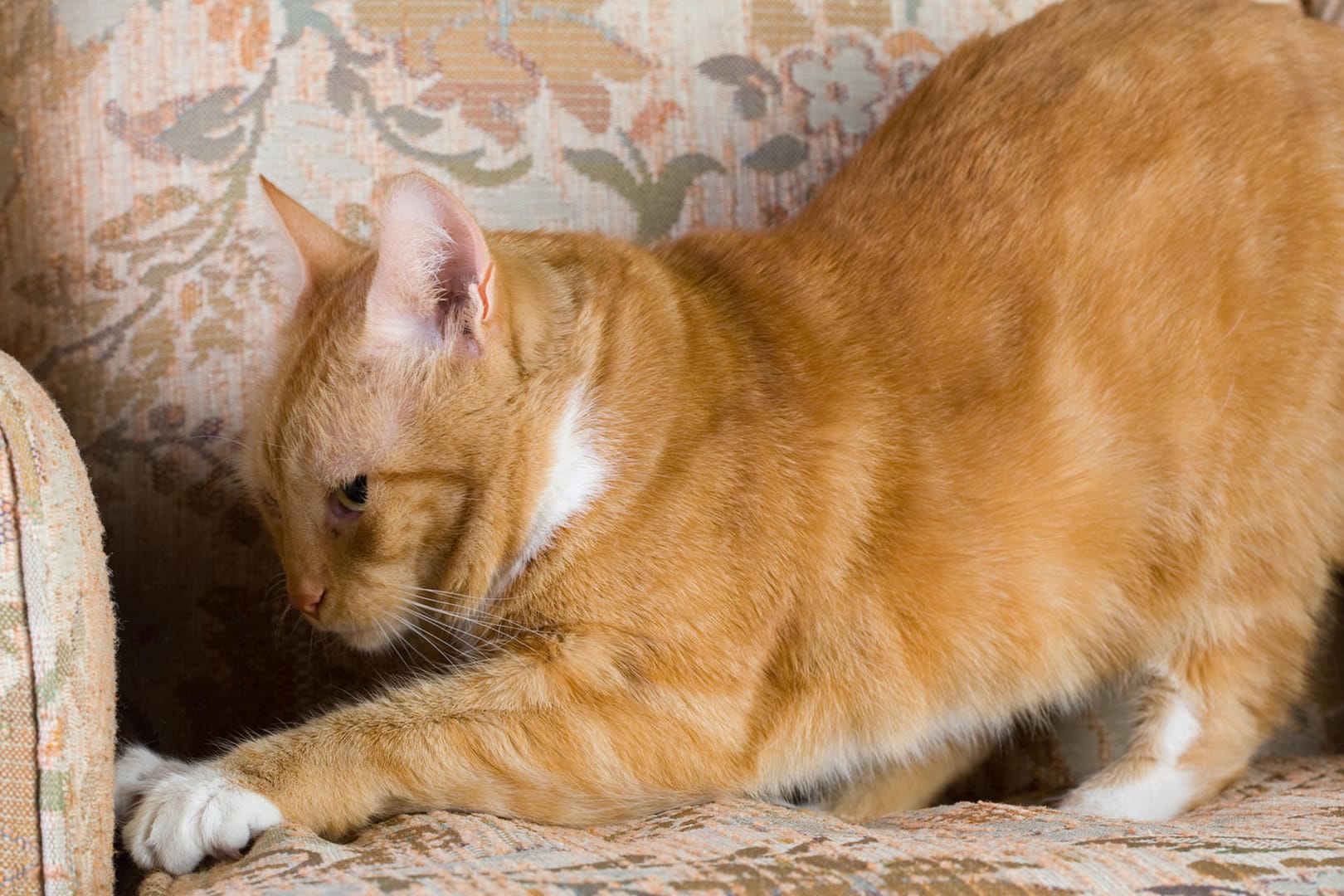 Katze kratzt am Sofa: Mit ein paar Tricks können Halter ihrem Stubentiger das Kratzen an Möbelstücken abgewöhnen.