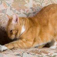 Katze kratzt am Sofa: Mit ein paar Tricks können Halter ihrem Stubentiger das Kratzen an Möbelstücken abgewöhnen.