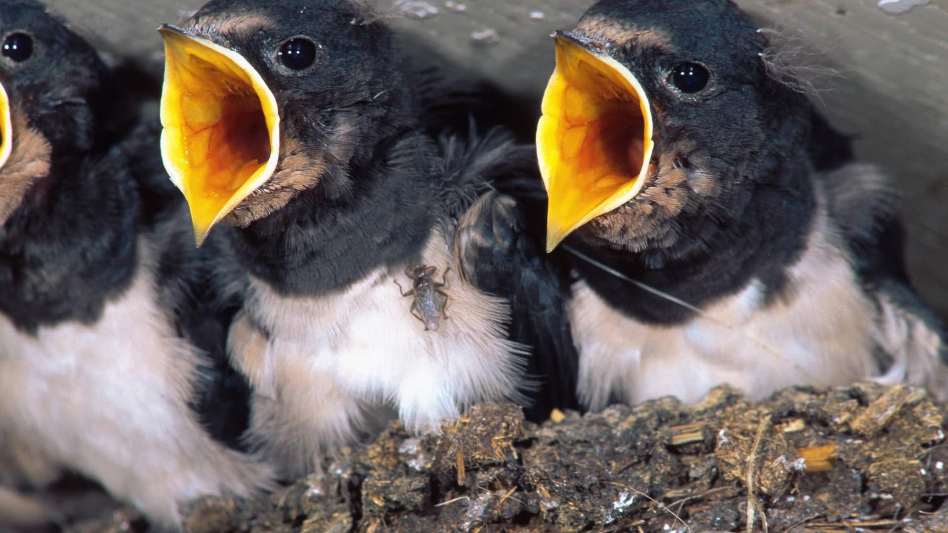 Jungvögel der Rauchschwalbe (Hirundo rustica): Die bekannteste einheimische Schwalbenart erlebt seit Jahren einen schleichenden Bestandsrückgang, sagt der NABU.