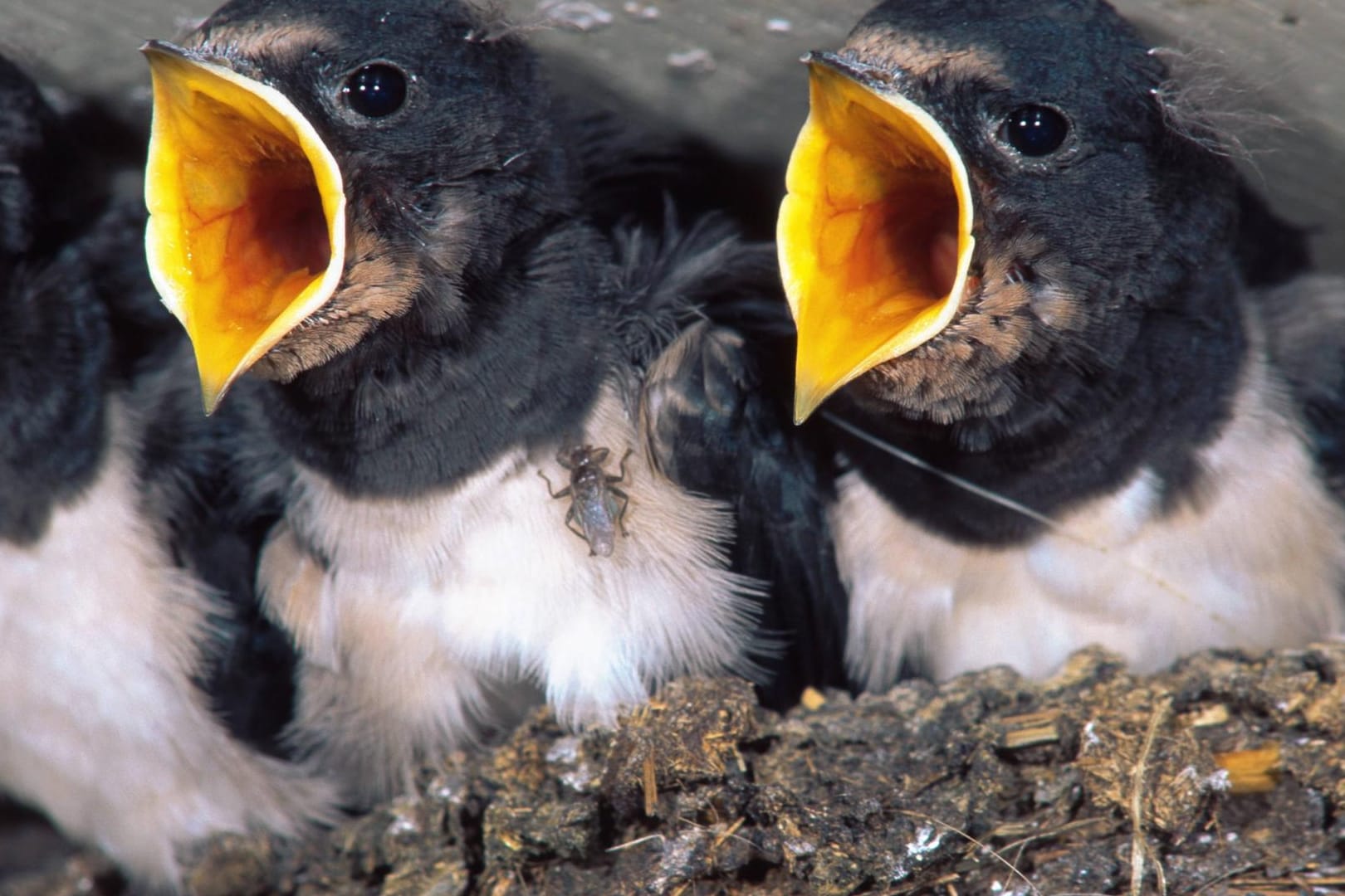 Jungvögel der Rauchschwalbe (Hirundo rustica): Die bekannteste einheimische Schwalbenart erlebt seit Jahren einen schleichenden Bestandsrückgang, sagt der NABU.