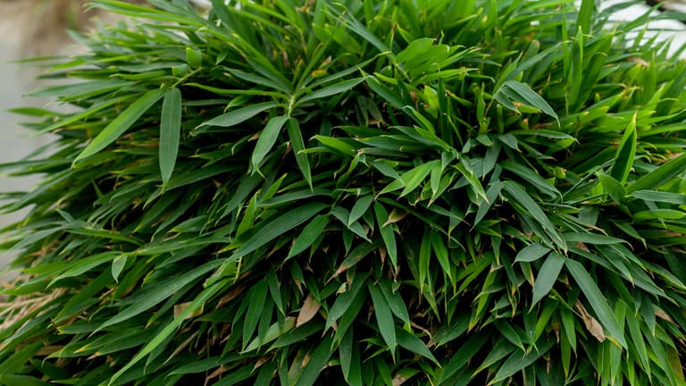 Japanisches Berggras: Die Schattenpflanze gibt es mit unterschiedlich gefärbten Blättern.