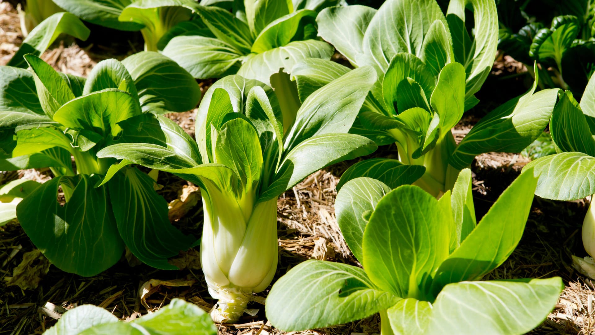 Pak Choi: Das Gemüse wächst auch im Halbschatten.