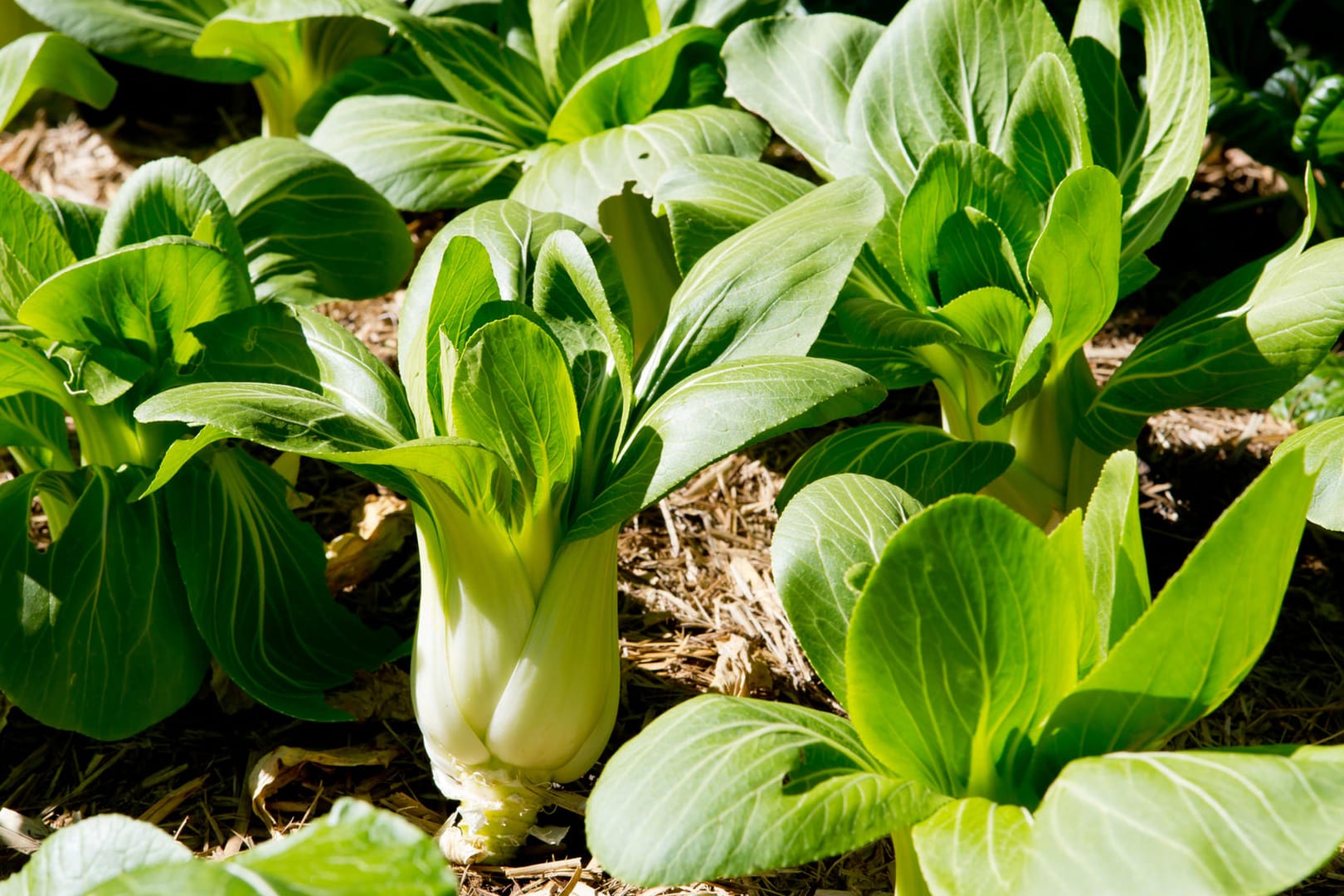 Pak Choi: Das Gemüse wächst auch im Halbschatten.