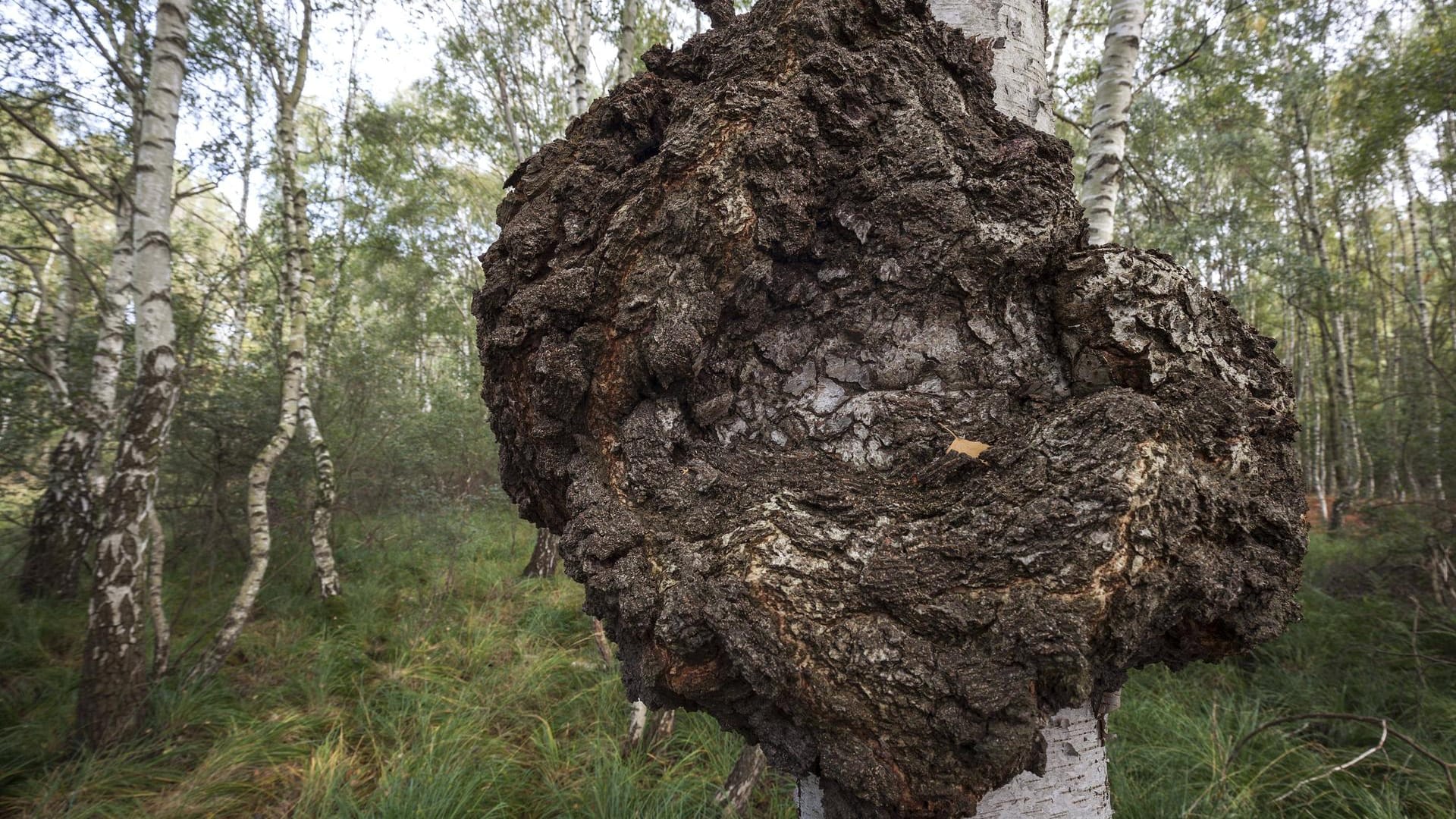 Baumkrebs an einer Moor-Birke (Betula pubescens): Auch Laubbäume sind von der Pilzkrankheit befallen.