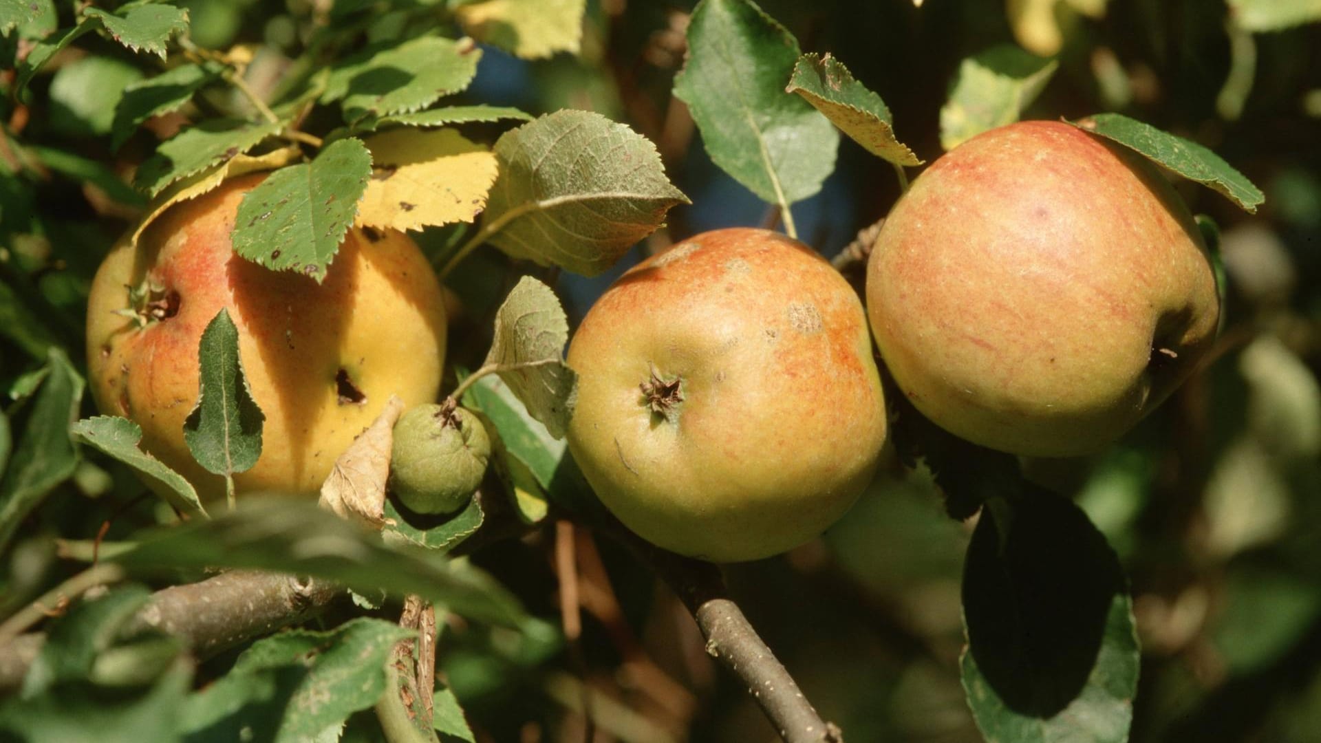 Apfelsorte "Cox Orange": Sie besitzt eine zweifarbige, feste Schale und ein saftiges Fruchtfleisch süßsauren Aromas.