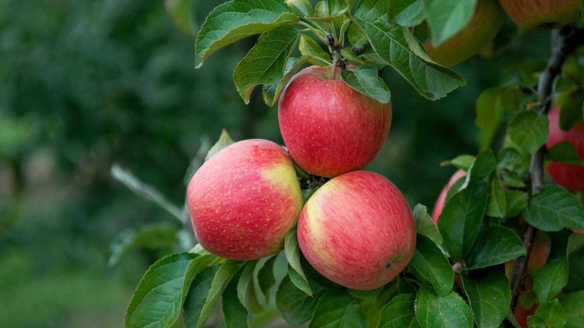 Apfelsorte "Pinova": Sie schmeckt aromatisch, würzig und süß-säuerlich. Das Fruchtfleisch ist saftig und knackig.