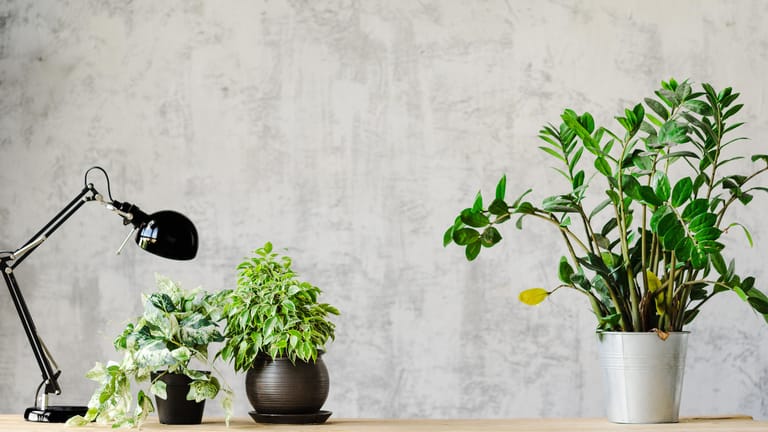 Grüne Klimaanlage: Zimmerpflanzen im Arbeitszimmer filtern Schadstoffe aus der Luft.