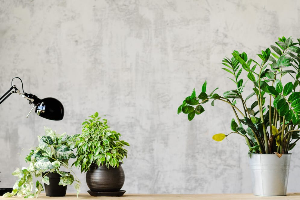 Grüne Klimaanlage: Zimmerpflanzen im Arbeitszimmer filtern Schadstoffe aus der Luft.