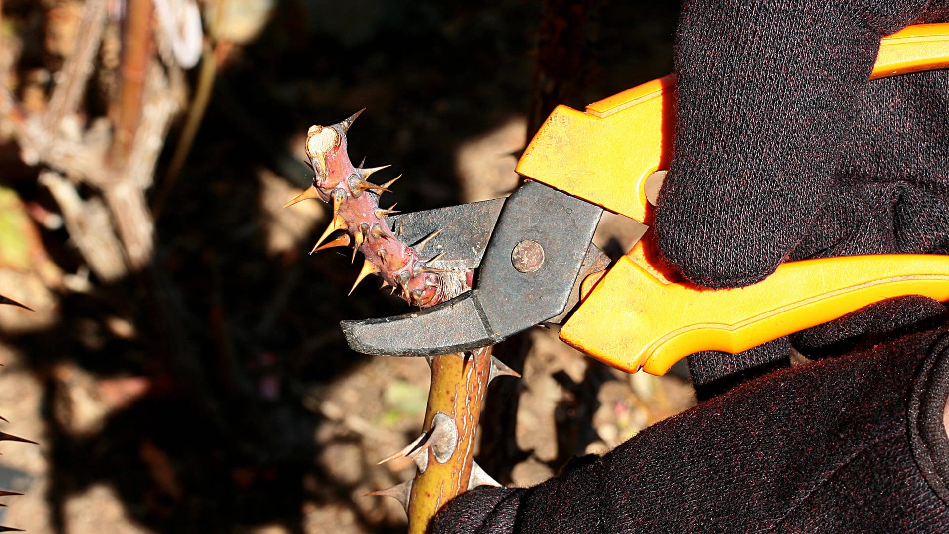 Rosenschnitt: Vor dem Winter können Sie tote verholzte Triebe zurückschneiden.