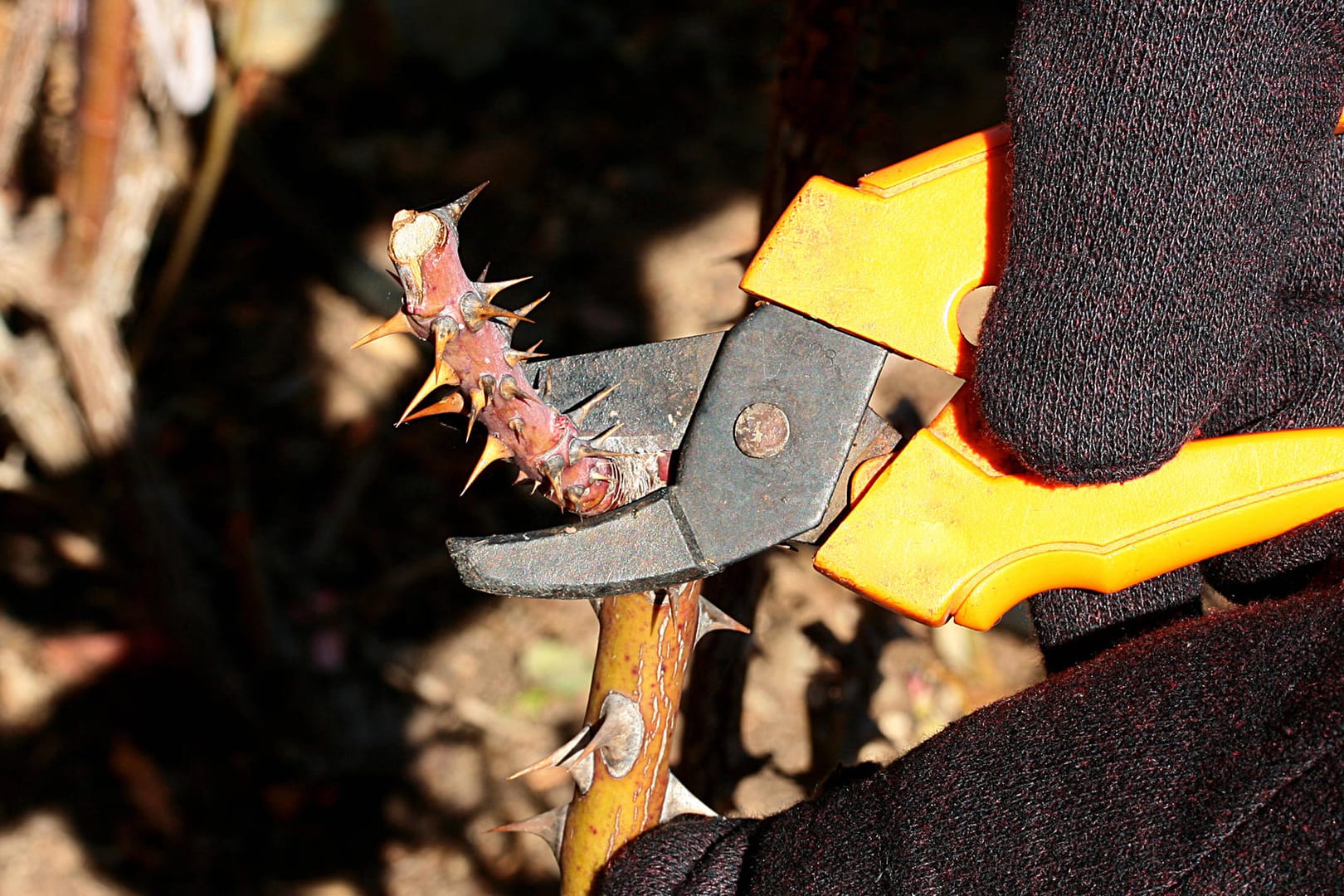 Rosenschnitt: Vor dem Winter können Sie tote verholzte Triebe zurückschneiden.