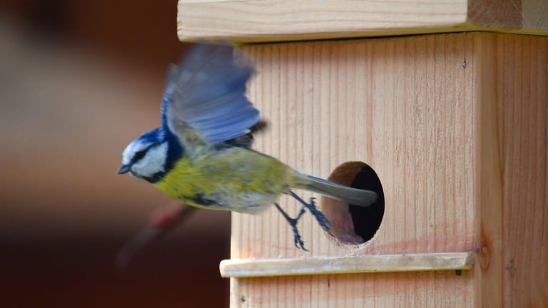 Blaumeise fliegt aus einem Nistkasten: Vögel nutzen Nisthilfen nur, wenn das Einflugloch passgenau ist.
