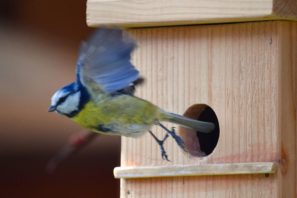 Blaumeise fliegt aus einem Nistkasten: Vögel nutzen Nisthilfen nur, wenn das Einflugloch passgenau ist.
