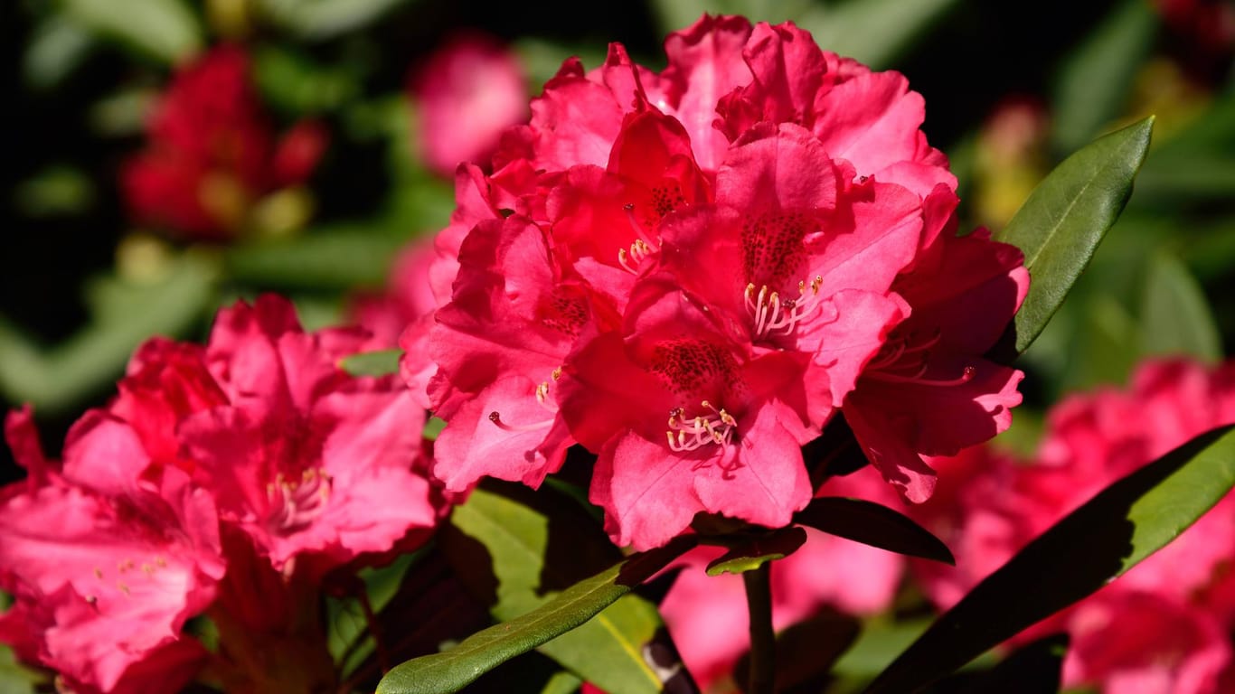 Rhododendronstrauch: Er gehört zu den schönsten Blütensträuchern für den Garten.