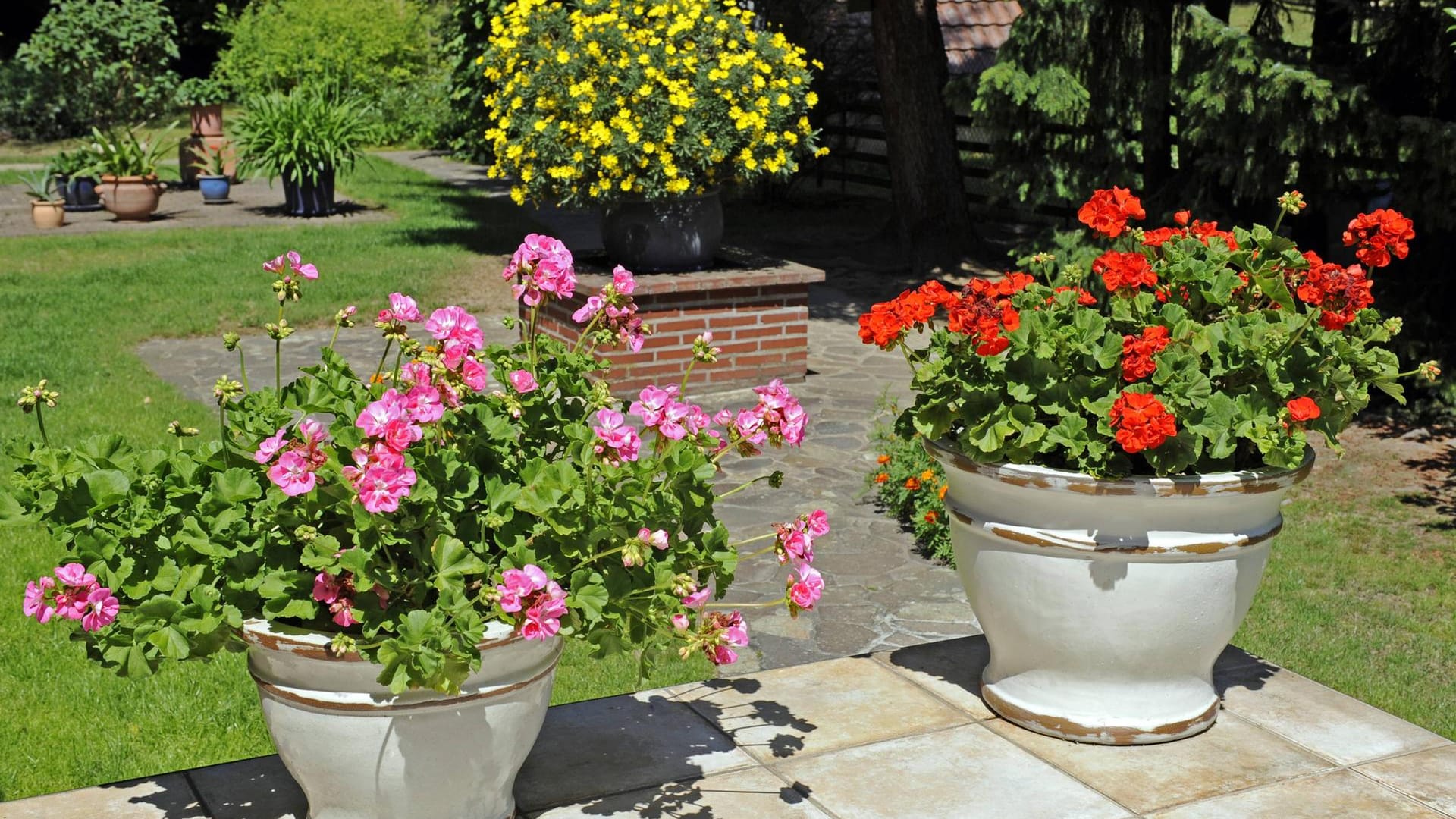 Kübelpflanzen rausstellen: Pelargonien, auch als Geranien bekannt, können ab April ins Freie gestellt werden.