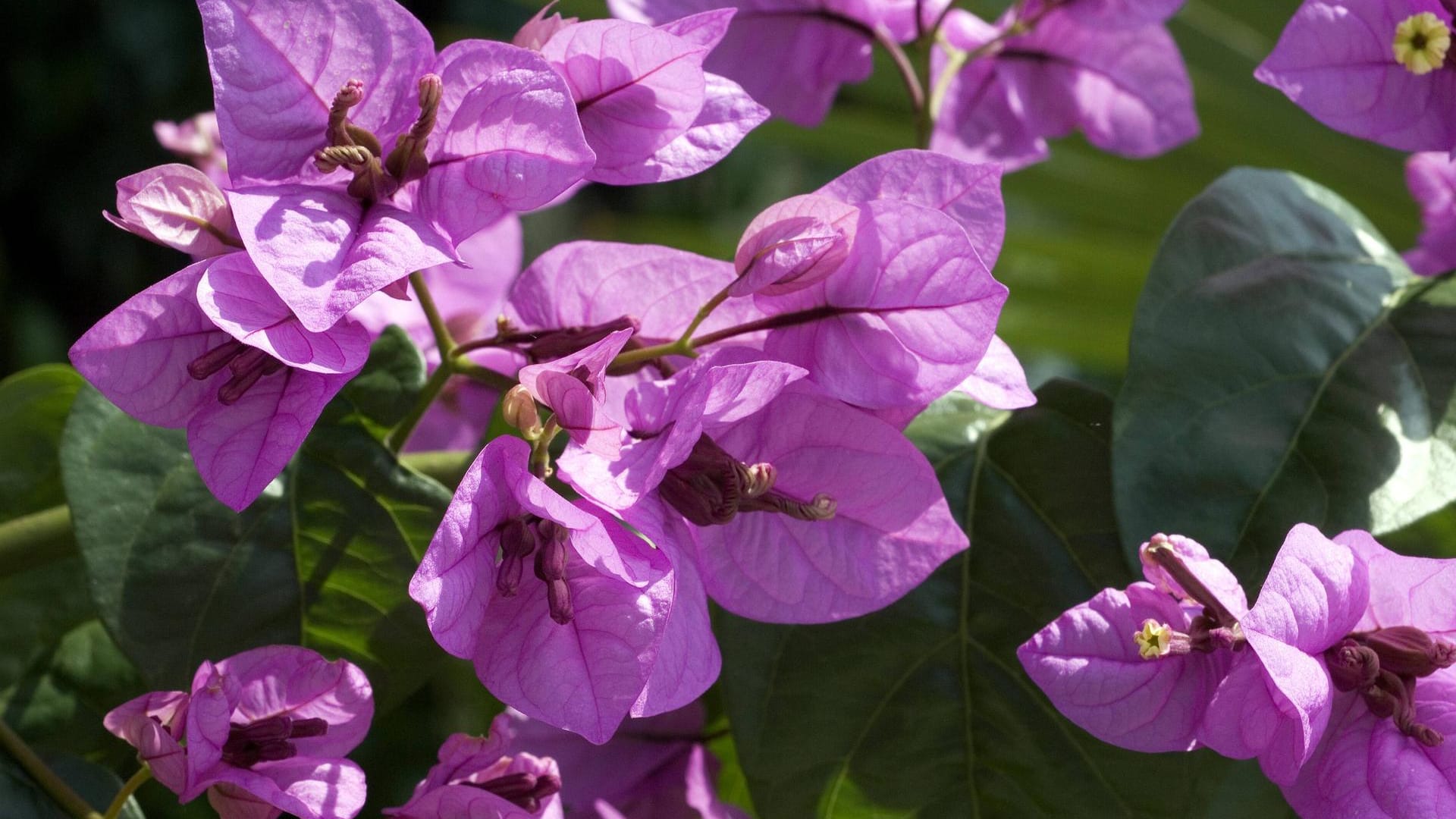 Bougainvillea: Auch Drillingsblume genannt, ist sie ein echter Hingucker auf dem sonnigen Balkon.