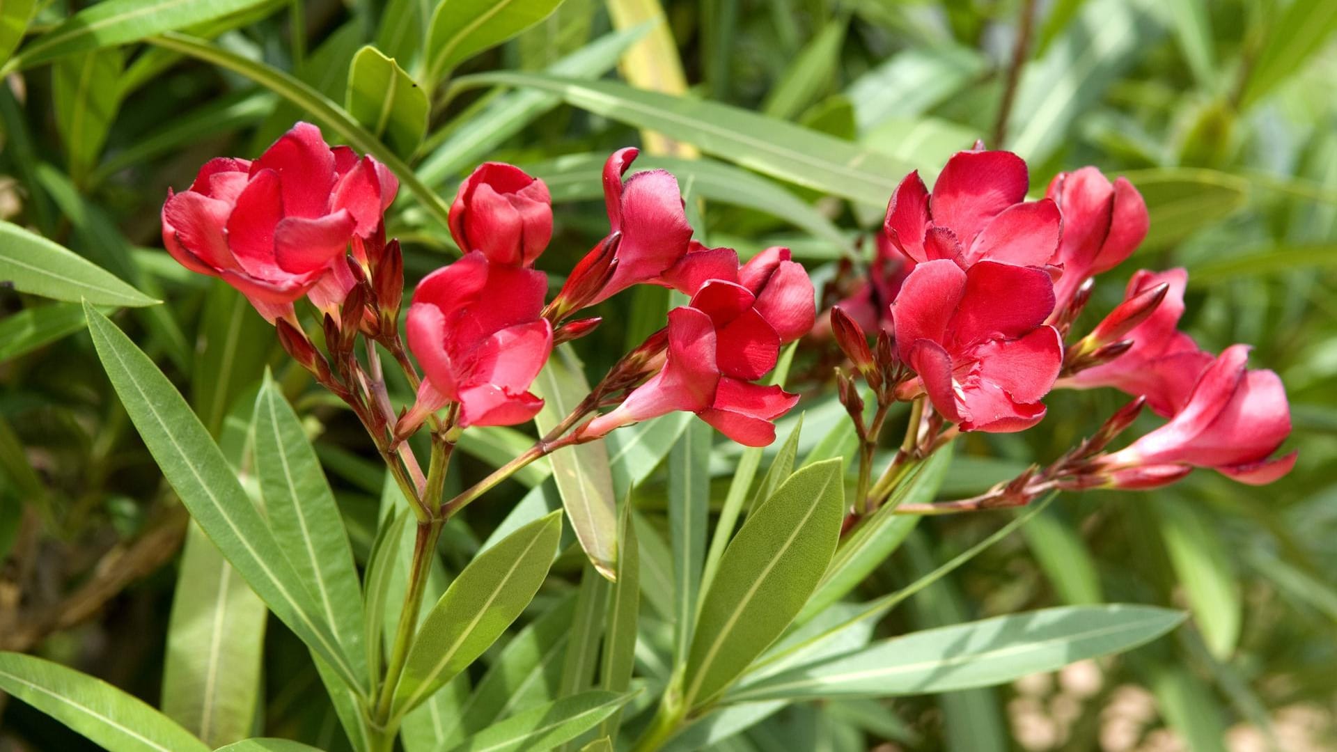 Oleander: Er braucht Platz und sollte deshalb nicht im Balkonkasten, sondern im Kübel kultiviert werden.