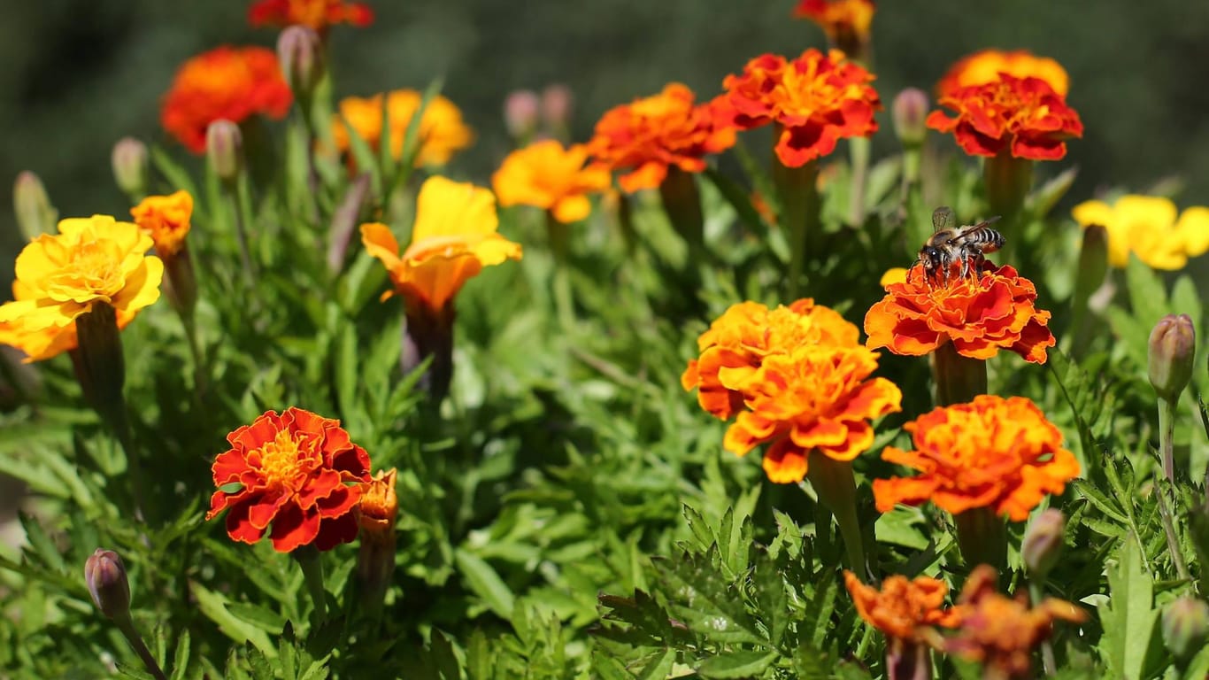 Tagetes: Auch unter dem Namen Studentenblume bekannt, gehört zu den beliebtesten Dauerblühern.